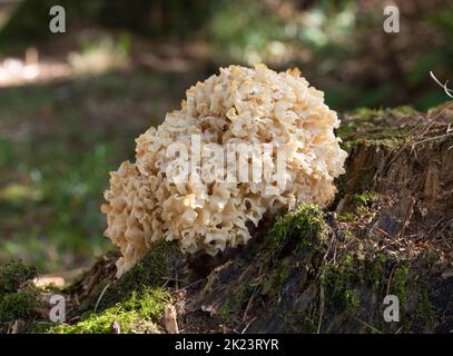 Cavolfiore Fungus - Sparassis crispa Foto Stock