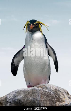 Pinguino Rockhopper settentrionale. Divertente primo piano sul ritratto dei pinguini Foto Stock