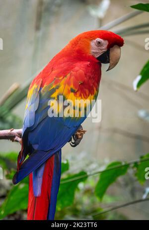 Primo piano ritratto di un pappagallo scarlatto (ara macao) Foto Stock