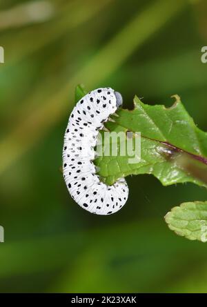 Figwort Sawfly - Tenthredo scrophulariae Foto Stock