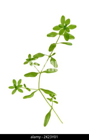 Comune acqua-stewort - Callitriche stagnalis Foto Stock