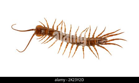 Centipede marrone - Lithobius forficatus Foto Stock