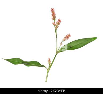 Redshank - Persicaria maculosa Foto Stock