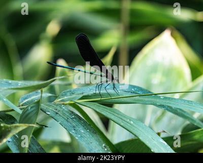 Una damselfly atrata Atrocalopteryx riposa su una foglia vicino a una zona umida in un parco giapponese. Foto Stock