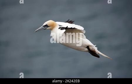 Gannet del nord in volo sopra le scogliere Foto Stock