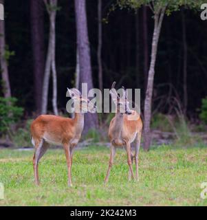 Il capriolo di Whitetail che assomiglia sta dicendo una barzelletta ad un buck Foto Stock