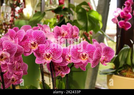 Un'orchidea rosa in fiore. Fotografato nei giardini di Keukenhof, una popolare attrazione turistica a Lisse, Paesi Bassi. Foto Stock