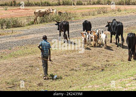 Kenya, campagna - 28 ottobre 2017: Pastori locali di mucche nella campagna keniota Foto Stock