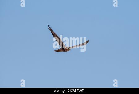 Un falco Lanner in volo sulla savana di Kalahari Foto Stock