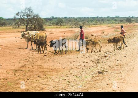 Kenya, campagna - 28 ottobre 2017: Pastori locali di mucche nella campagna keniota Foto Stock