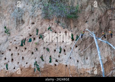 Colonia nidificazione dei bianco-fronteggiata gruccione sulla riva del fiume Okavango, Namibia Africa australe. Foto Stock