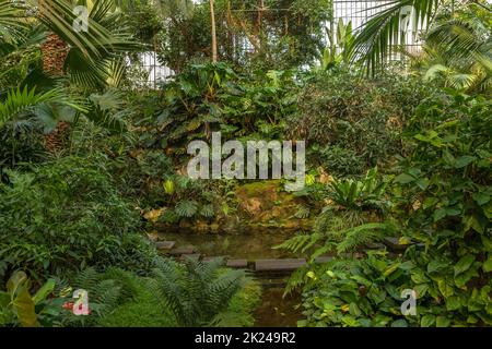 Piante esotiche nella storica Palmenhaus, Palmengarten a Francoforte sul meno Foto Stock