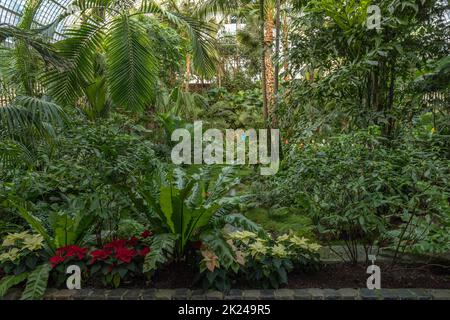 Piante esotiche nella storica Palmenhaus, Palmengarten a Francoforte sul meno Foto Stock