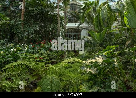 Piante esotiche nella storica Palmenhaus, Palmengarten a Francoforte sul meno Foto Stock