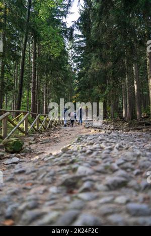 Foresta rotta strada in salita. Turisti sulla strada. Foto Stock