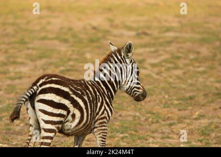 Una zebra bambino nel Parco Nazionale di Amboseli, Kenya Foto Stock