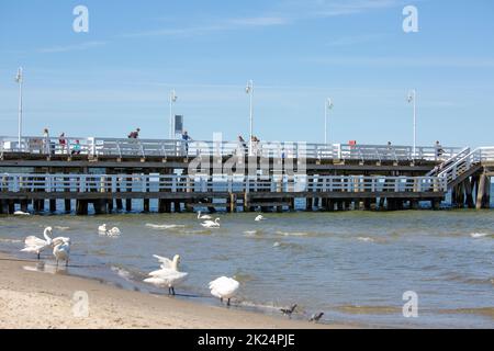 Sopot, Polonia - 6 giugno 2018: Gruppo di cigni sulla spiaggia sabbiosa del Mar Baltico, vicino al molo di Sopot. E' il più lungo molo in legno d'Europa, 5 Foto Stock