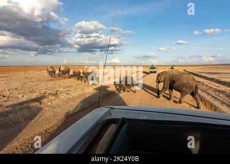 Parco Nazionale di Amboseli, Kenya - 28 ottobre 28 2017: Gregge di grandi elefanti africani che camminano nel Parco Nazionale di Amboseli, Kenya. Attraversare la strada durante Foto Stock