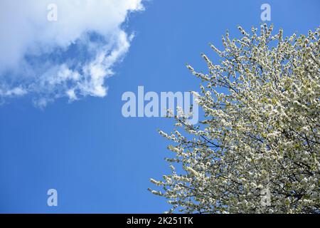 Baum mit weißen Blüten im Frühling mit blauem Himmel und Wolke - albero con fiori bianchi in primavera con cielo blu e nuvola Foto Stock