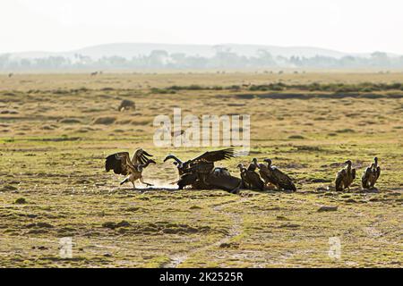 Rara scena di avvoltoi che mangiano un carcas od un animale morto nel Parco Nazionale di Amboseli, in Kenya Foto Stock