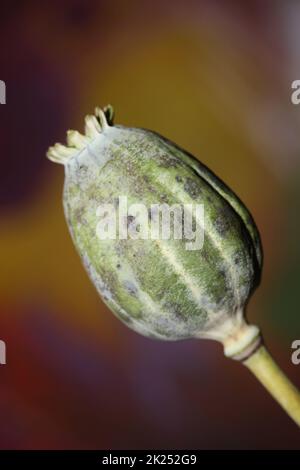 Oppio frutta papaver somniferum famiglia papavaraceae primo piano sfondo botanico di alta qualità grande formato stampa casa decor agricolo flusso psicoattivo Foto Stock