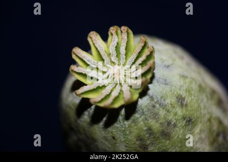 Oppio frutta papaver somniferum famiglia papavaraceae primo piano sfondo botanico di alta qualità grande formato stampa casa decor agricolo flusso psicoattivo Foto Stock