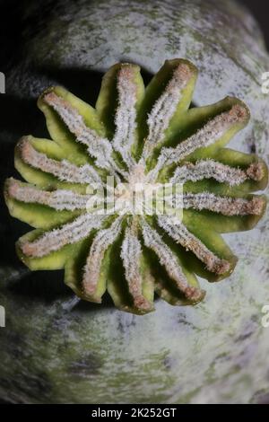 Oppio frutta papaver somniferum famiglia papavaraceae primo piano sfondo botanico di alta qualità grande formato stampa casa decor agricolo flusso psicoattivo Foto Stock