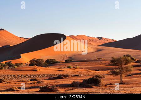 Dune e alberi di spine di cammello, Vachellia erioloba, nel deserto del Namib, Sossusvlei, Namibia, Africa. Foto Stock