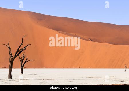 Duenen und tote Akazienbaeume in der Namib Wueste, Dead Vlei, Sossusvlei, Namibia, Afrika. Foto Stock