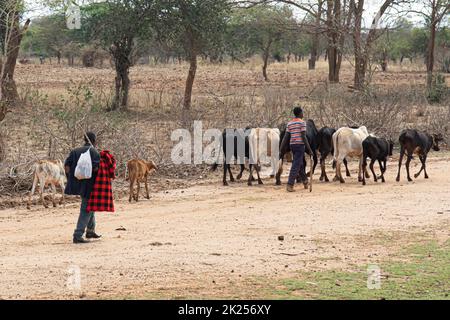 Kenya, campagna - 28 ottobre 2017: Pastori locali di mucche nella campagna keniota Foto Stock