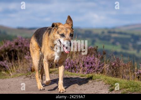 Cane anziano felice con la lingua che pende fuori camminare sulla brughiera con fiore di erica viola, Ilkley Moor, Yorkshire, Inghilterra, Regno Unito Foto Stock