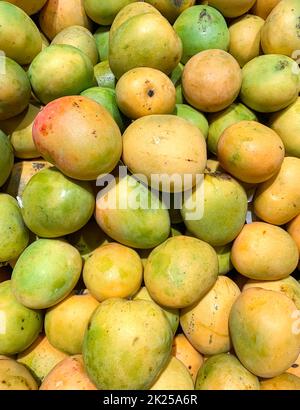 Gedong Mango, mango originale indonesiano. Coltivato principalmente in Giava Occidentale, Indonesia. Un mango è un commestibile prodotto dall'albero tropicale Mangifera indic Foto Stock