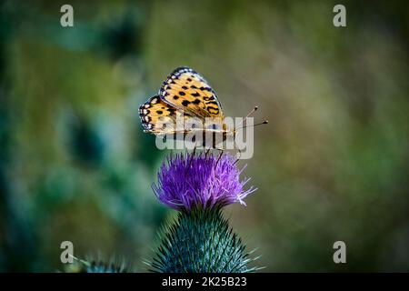Regina di Spagna farfalla di fritillary Foto Stock