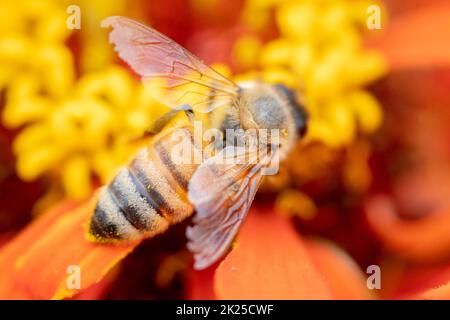 Primo piano ape miele raccolta nettare su arancio zinnia fiore macro Foto Stock