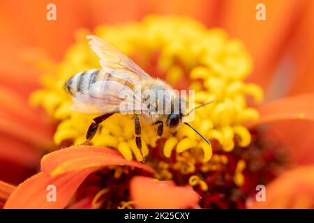 Primo piano ape miele raccolta nettare su arancio zinnia fiore macro Foto Stock