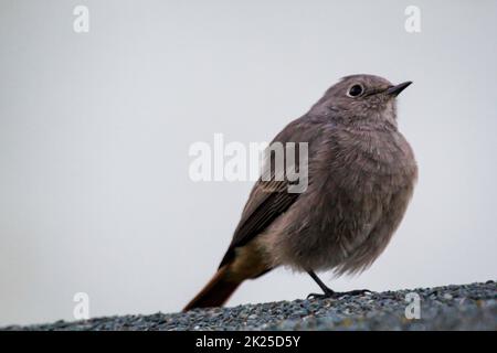 Un rosso rosso nero sul tetto di un capannone. Foto Stock