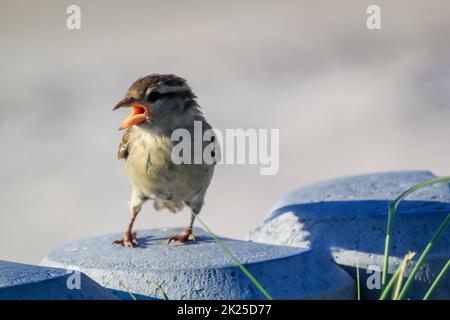 Ritratto, primo piano di un passero, songbird. Foto Stock