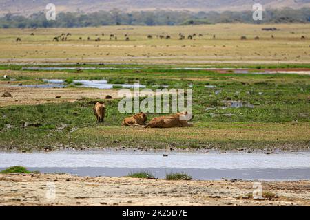 I Lions hanno fotografato durante un safari turistico nella zona di conservazione di Ngorongoro, Tanzania, un'area protetta e un sito patrimonio dell'umanità situato a la Foto Stock