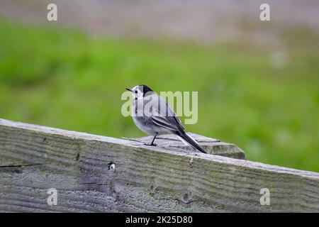 Un piccolo vagone siede su un parapetto di legno. Foto Stock