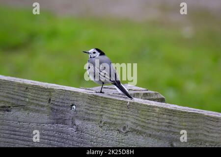 Un piccolo vagone siede su un parapetto di legno. Foto Stock