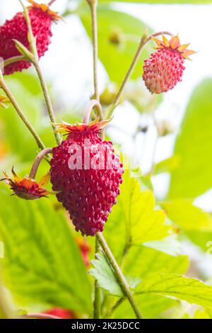 Fragole selvatiche in giardino Foto Stock