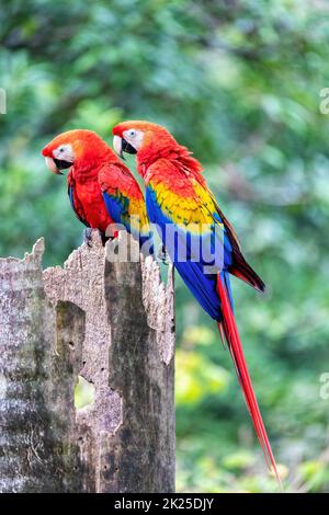 Scarlatto macaw (Ara macao), Quepos Costa Rica. Foto Stock