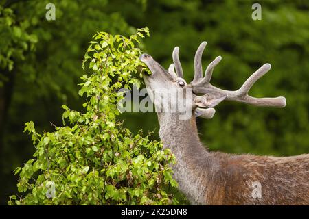 Cervi rossi stag con antlers in velluto che si estende collo e pascolo in foresta Foto Stock