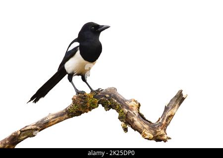 Magpie eurasiatico seduto su ramo isolato su sfondo bianco. Foto Stock