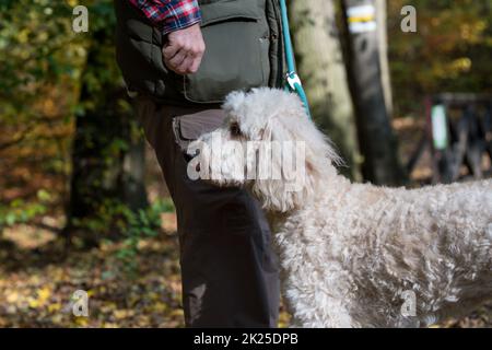 Doodle Dog in Ritratto laterale Foto Stock