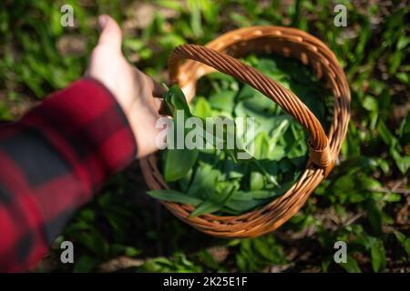 L'uomo che raccoglie l'aglio di orso al cesto nella natura di primavera Foto Stock