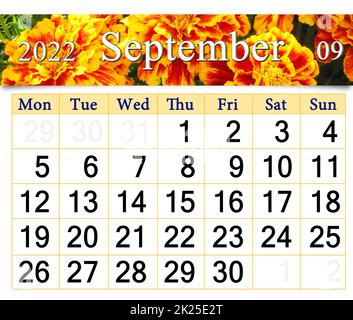 calendario per settembre 2022 con fiori d'autunno marigolds. Calendario stampabile Foto Stock