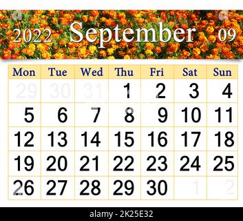 calendario per settembre 2022 con fiori d'autunno marigolds. Calendario stampabile Foto Stock