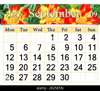 calendario per settembre 2022 con fiori d'autunno marigolds. Calendario stampabile Foto Stock