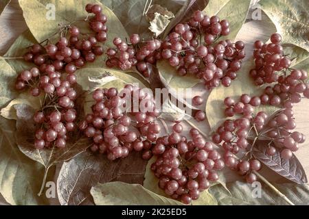 Mazzi rossi di viburnum sulle foglie autunnali Foto Stock